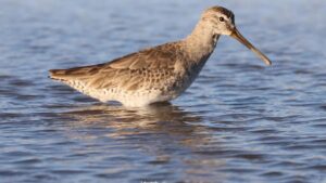 Shorebird wading in shallow blue water with a long beak pointing to the right.