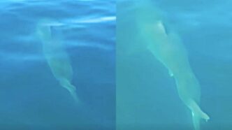 Two pale marine animals gliding underwater in clear blue water, viewed from below (left and right).