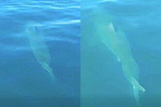Two pale marine animals gliding underwater in clear blue water, viewed from below (left and right).