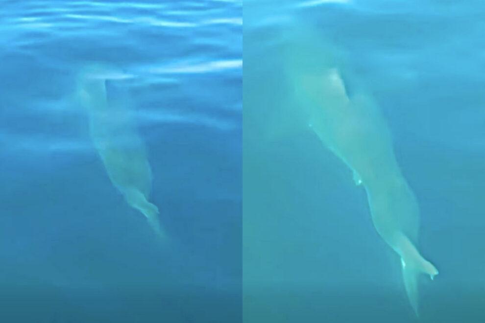 Two pale marine animals gliding underwater in clear blue water, viewed from below (left and right).