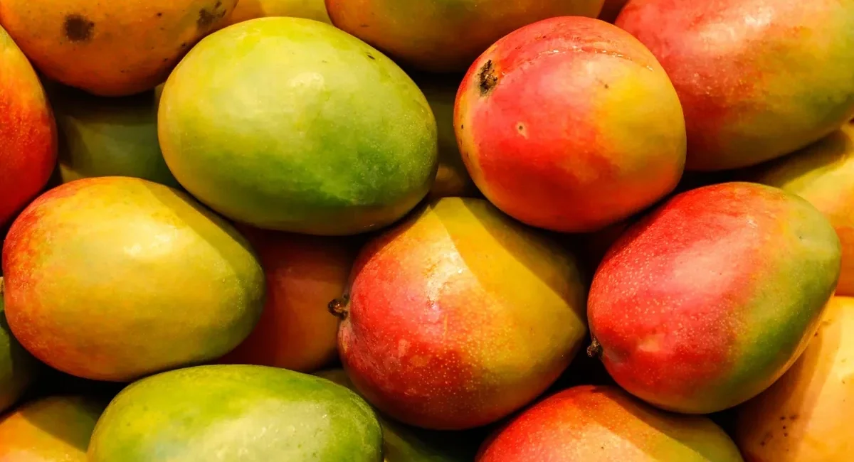 Todos Santos Mango Festival Returns Sunday with Local Flavor