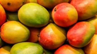 Todos Santos Mango Festival Returns Sunday with Local Flavor