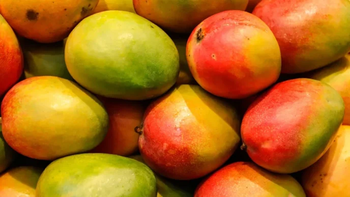 Todos Santos Mango Festival Returns Sunday with Local Flavor
