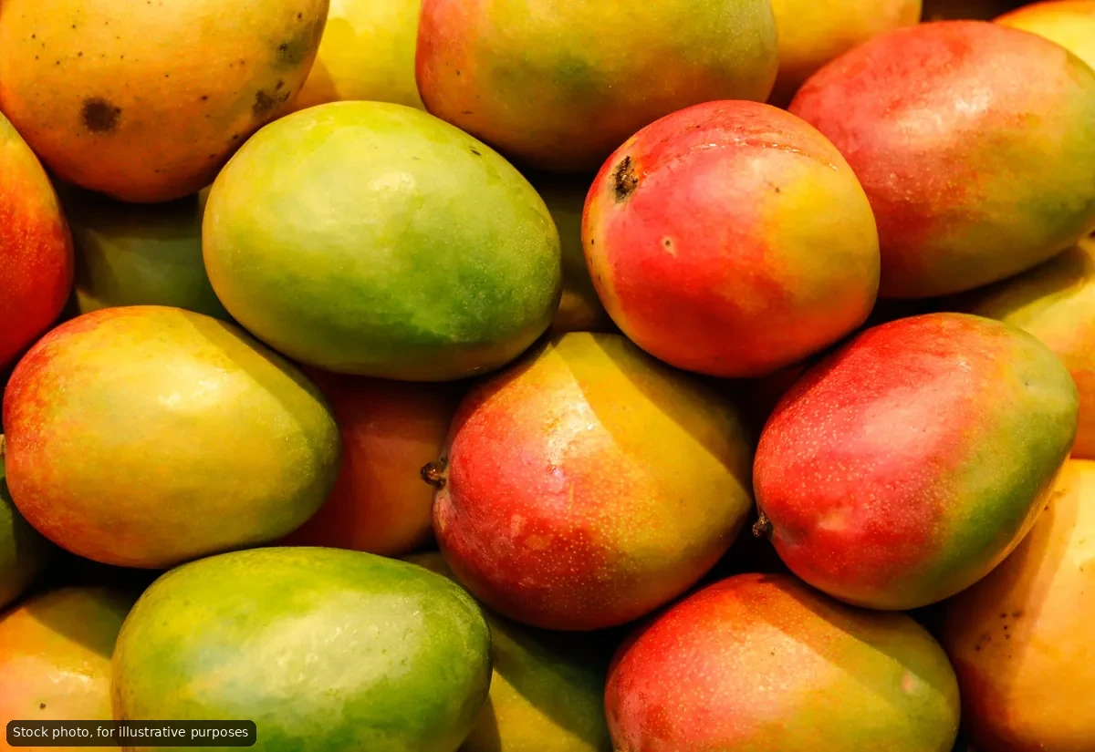 Todos Santos Mango Festival Returns Sunday with Local Flavor