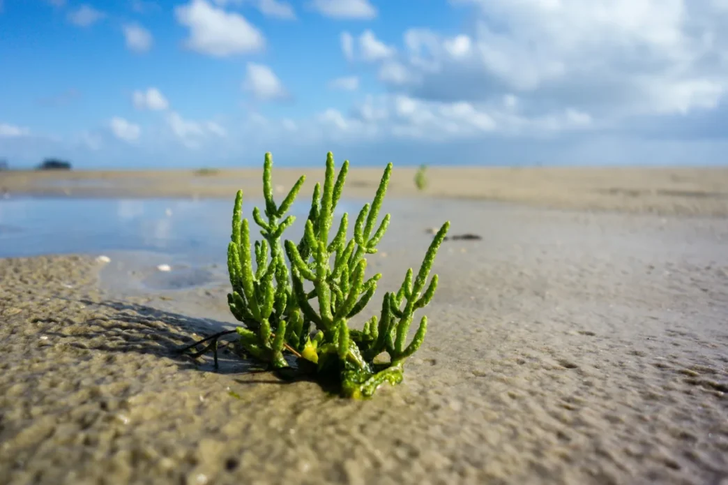 UABCS Explores Salicornia as Salt Substitute and Food Source