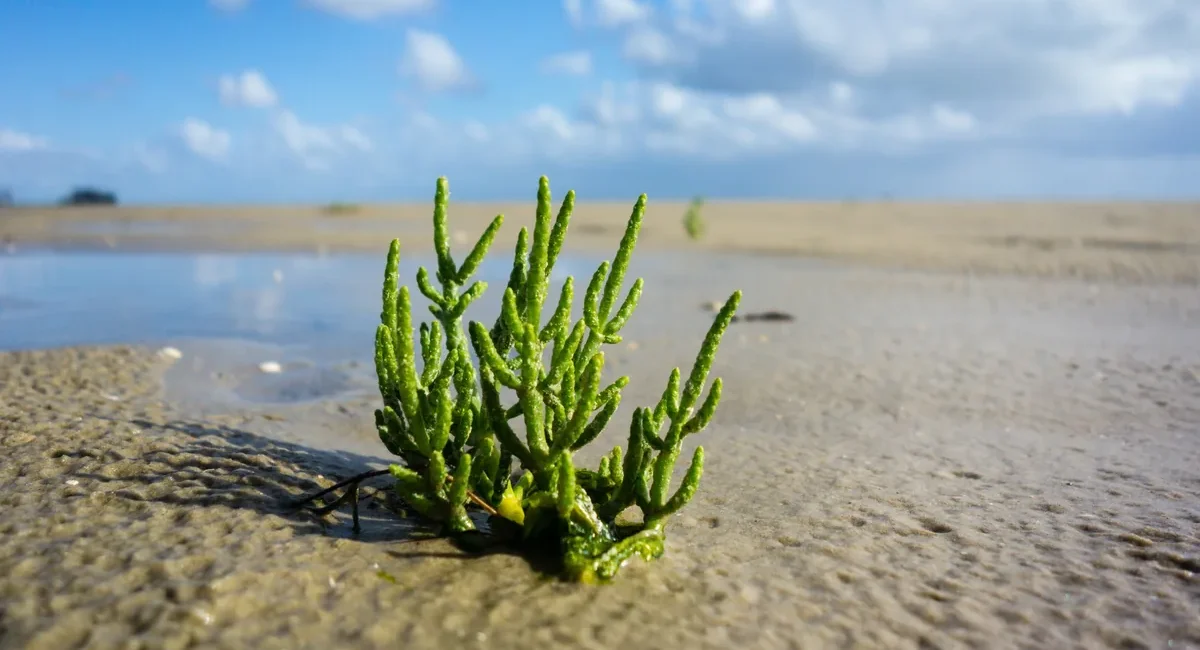 UABCS Explores Salicornia as Salt Substitute and Food Source