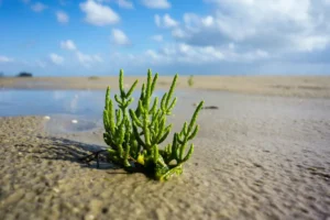 UABCS Explores Salicornia as Salt Substitute and Food Source