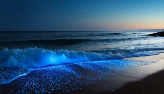 Best Times to See Bioluminescence in Baja California Sur