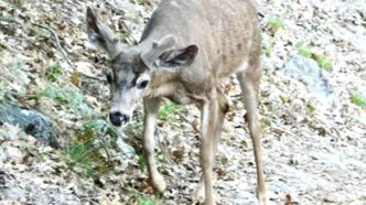 Young deer standing on a leaf-covered rocky slope, looking toward the camera.