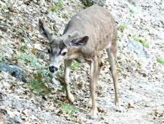 Young deer standing on a leaf-covered rocky slope, looking toward the camera.