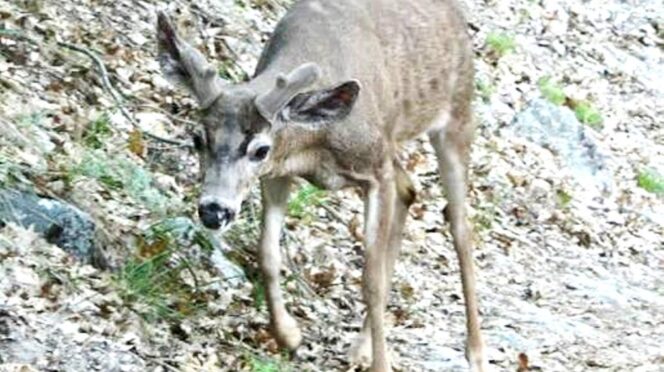 Young deer standing on a leaf-covered rocky slope, looking toward the camera.