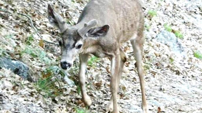 Young deer standing on a leaf-covered rocky slope, looking toward the camera.