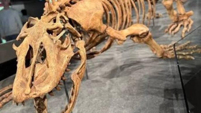 Fully assembled dinosaur skeleton on display in a museum, with its jaws open.