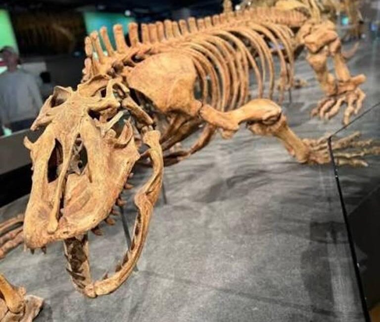 Fully assembled dinosaur skeleton on display in a museum, with its jaws open.