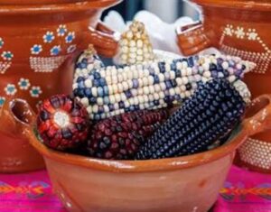 Colorful dried corn cobs in a terracotta pot, arranged for decoration with vibrant patterns and colors