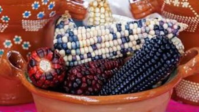Colorful dried corn cobs in a terracotta pot, arranged for decoration with vibrant patterns and colors