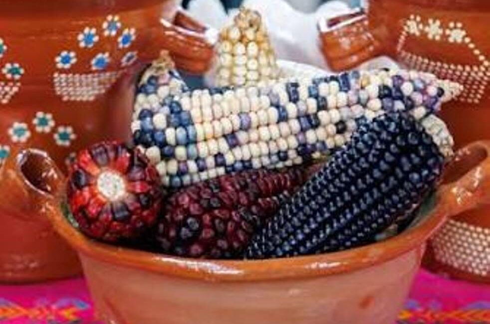 Colorful dried corn cobs in a terracotta pot, arranged for decoration with vibrant patterns and colors