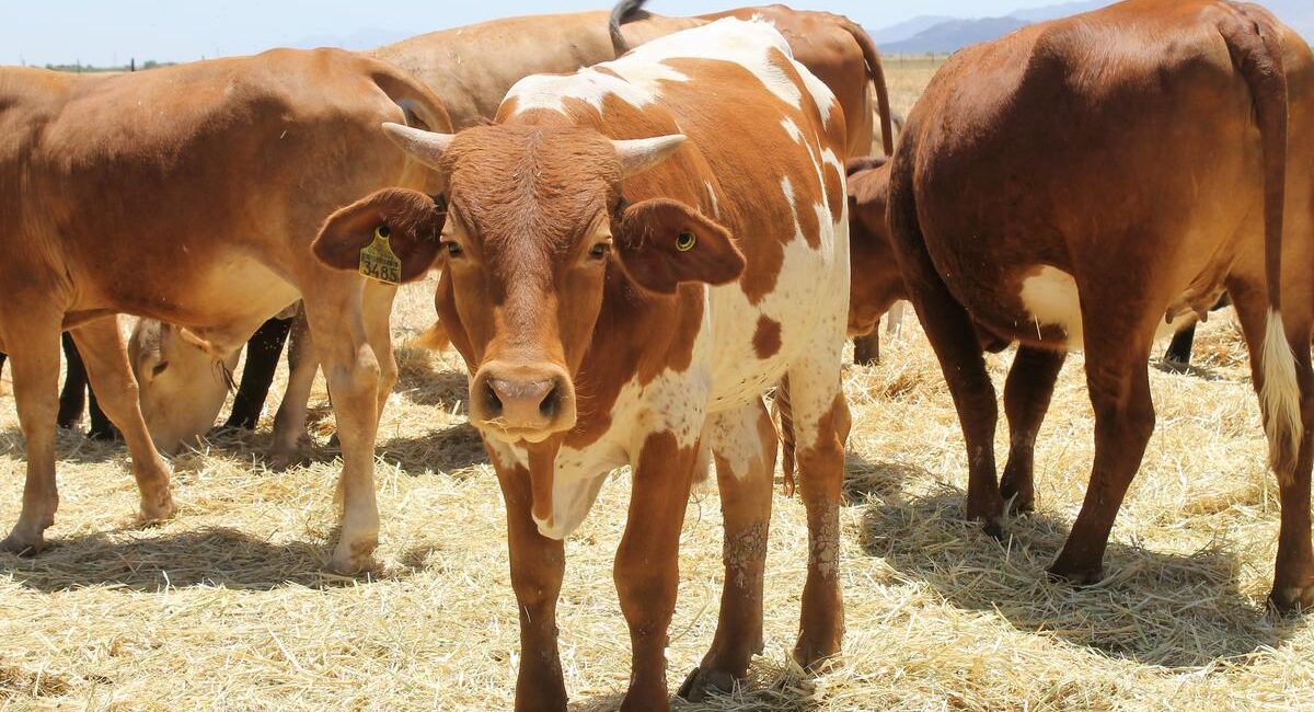 Ganado_bov-1 - Gringo Gazette A group of brown and white cows standing on dry grass in a sunny pasture, with one cow facing the camera in the center.