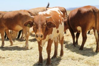 A group of brown and white cows standing on dry grass in a sunny pasture, with one cow facing the camera in the center.