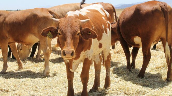 A group of brown and white cows standing on dry grass in a sunny pasture, with one cow facing the camera in the center.