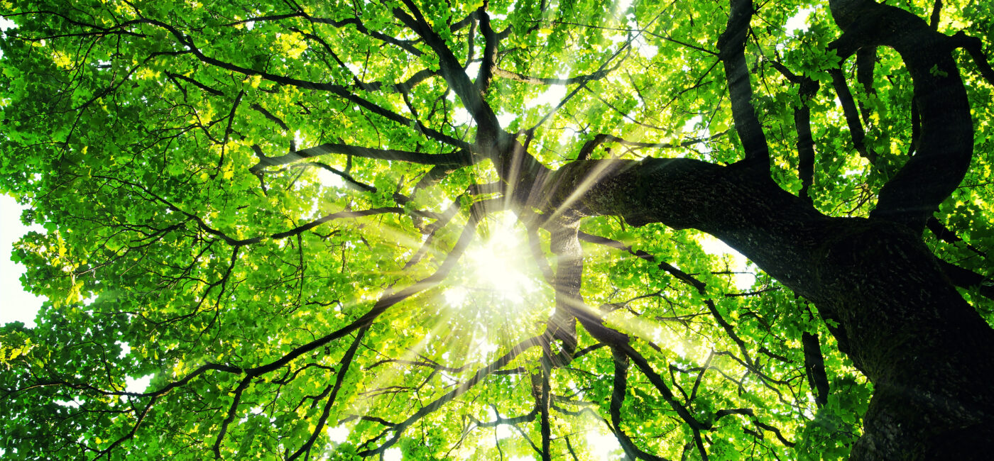 Sunlight filters through a dense green tree canopy viewed from below, leaves glowing in bright green.