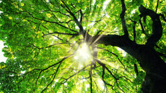 Maple tree with sunbeams - Gringo Gazette Sunlight filters through a dense green tree canopy viewed from below, leaves glowing in bright green.