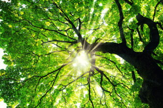 Sunlight filters through a dense green tree canopy viewed from below, leaves glowing in bright green.