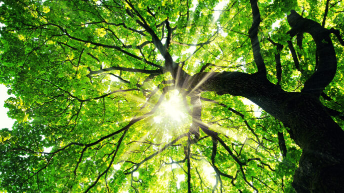 Sunlight filters through a dense green tree canopy viewed from below, leaves glowing in bright green.