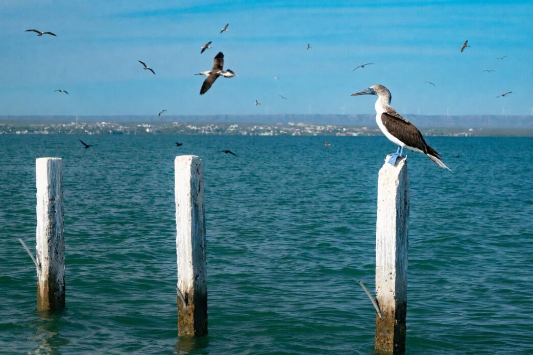 Mogote - Gringo Gazette Pelican perched on a white weathered post in a blue-green sea, with birds flying overhead and a distant shoreline.