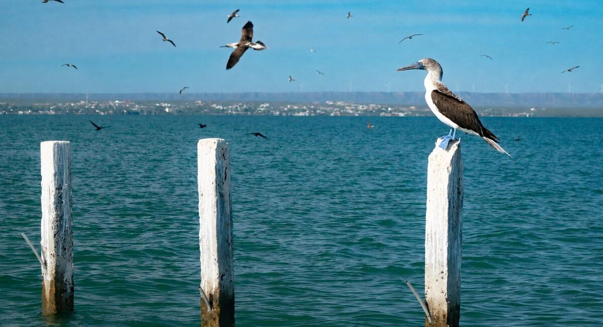 Pelican perched on a white weathered post in a blue-green sea, with birds flying overhead and a distant shoreline.