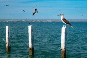 Pelican perched on a white weathered post in a blue-green sea, with birds flying overhead and a distant shoreline.