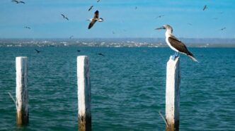 Pelican perched on a white weathered post in a blue-green sea, with birds flying overhead and a distant shoreline.