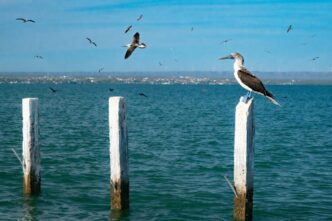 Pelican perched on a white weathered post in a blue-green sea, with birds flying overhead and a distant shoreline.