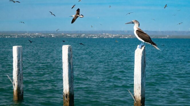 Pelican perched on a white weathered post in a blue-green sea, with birds flying overhead and a distant shoreline.