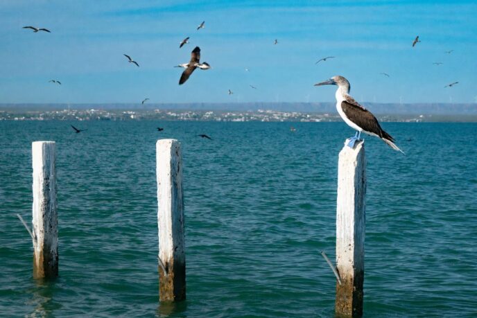 Pelican perched on a white weathered post in a blue-green sea, with birds flying overhead and a distant shoreline.