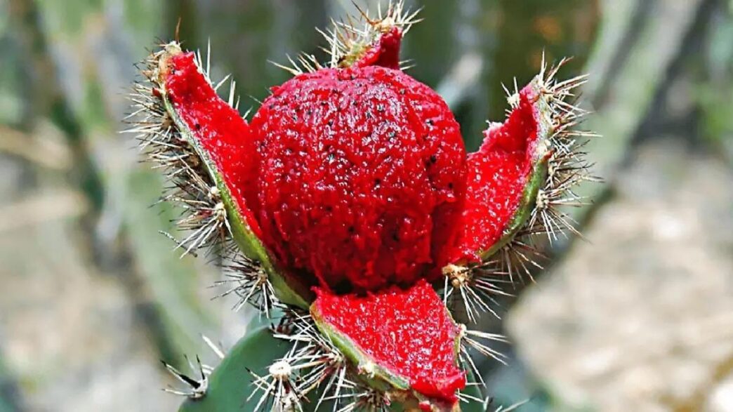 Close-up of a red cactus blossom with spiny green segments and sharp spines surrounding the bud