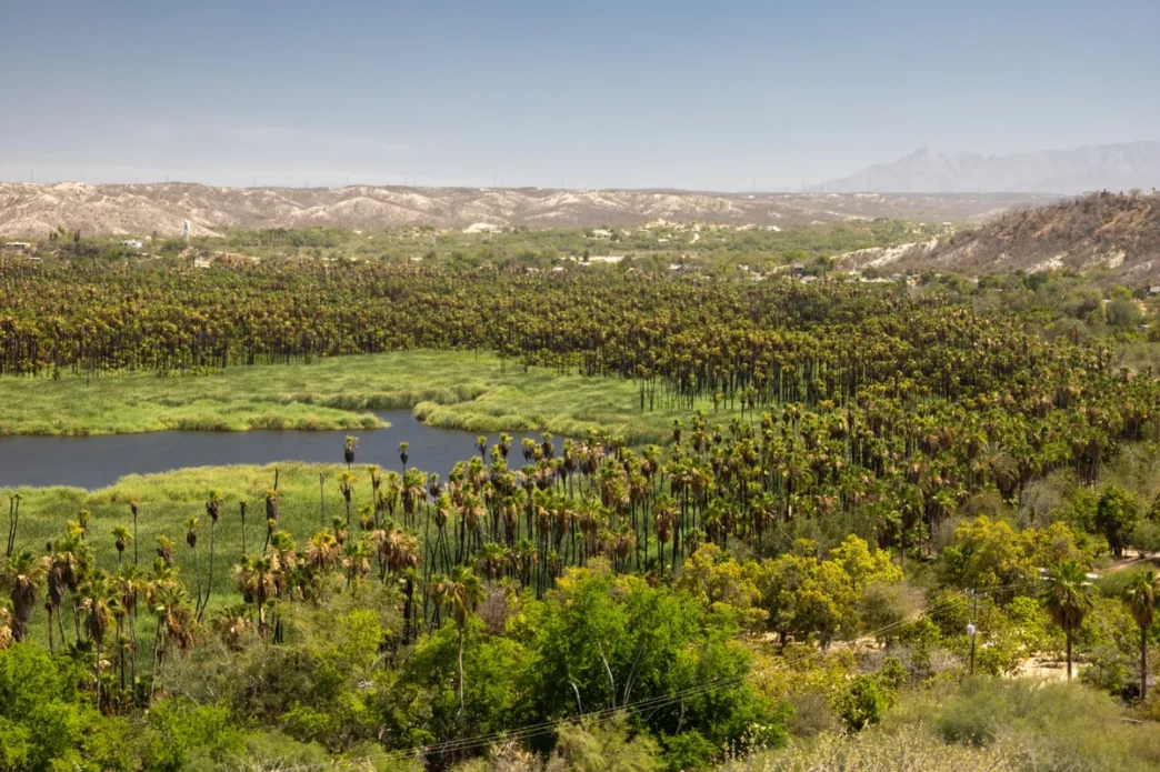 santiagoOasis - Gringo Gazette Palm grove with a winding waterway in a desert valley and distant hills under a clear blue sky, summer landscape.