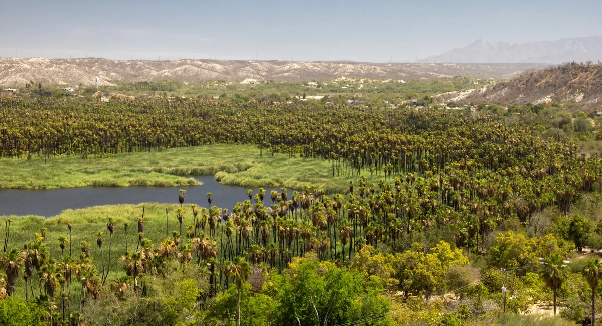 Palm grove with a winding waterway in a desert valley and distant hills under a clear blue sky, summer landscape.