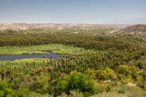 Palm grove with a winding waterway in a desert valley and distant hills under a clear blue sky, summer landscape.