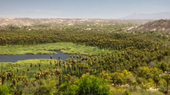Palm grove with a winding waterway in a desert valley and distant hills under a clear blue sky, summer landscape.