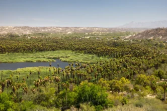 Palm grove with a winding waterway in a desert valley and distant hills under a clear blue sky, summer landscape.