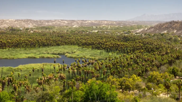 Palm grove with a winding waterway in a desert valley and distant hills under a clear blue sky, summer landscape.