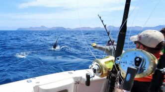 sportFishing - Gringo Gazette Fishermen on a boat in the open sea reach toward a diver in the water as fishing gear sits on the railing and distant islands appear on the horizon.