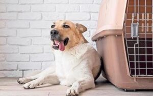 Relaxed tan-and-white dog lying on the floor beside a pink pet crate indoors.