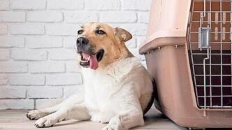 Relaxed tan-and-white dog lying on the floor beside a pink pet crate indoors.
