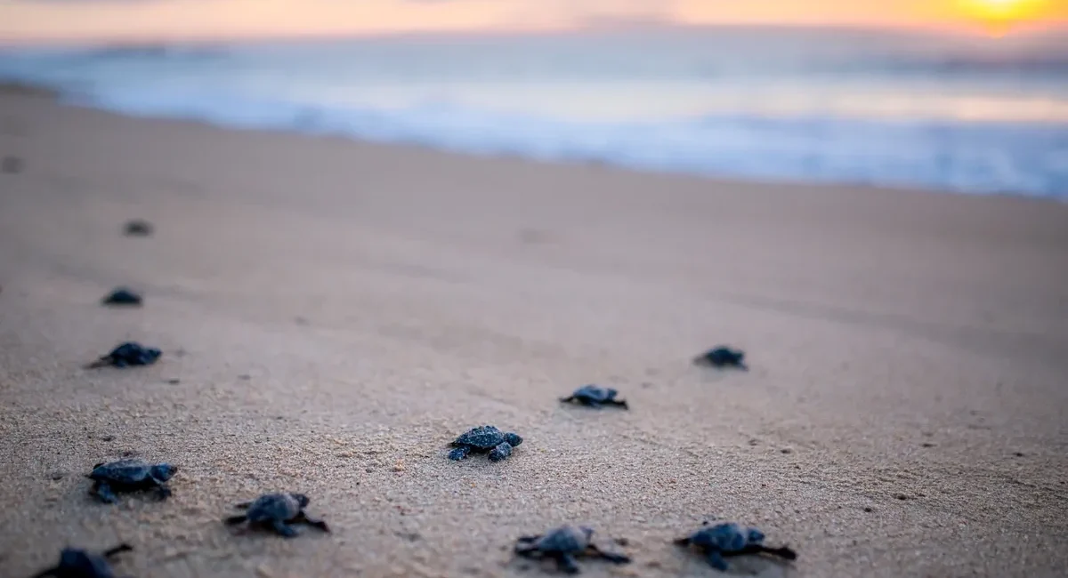 Atypical Turtle Nesting Triggers Protection Effort at Médano Beach