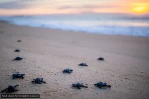 Atypical Turtle Nesting Triggers Protection Effort at Médano Beach