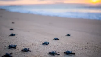 Atypical Turtle Nesting Triggers Protection Effort at Médano Beach