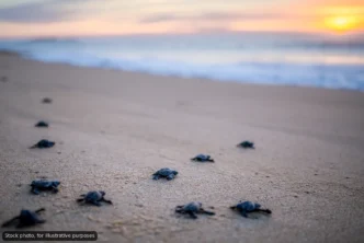 Atypical Turtle Nesting Triggers Protection Effort at Médano Beach
