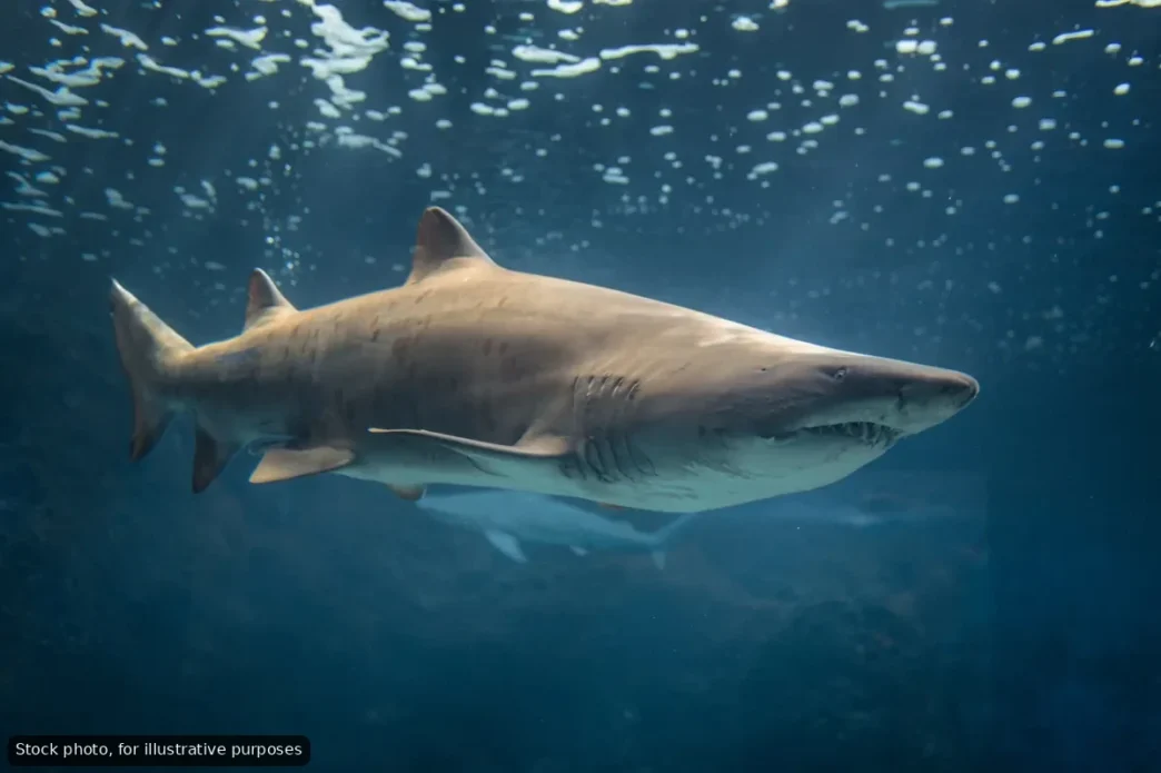 Bull Sharks Spotted by Divers Off Cabo San Lucas Coast